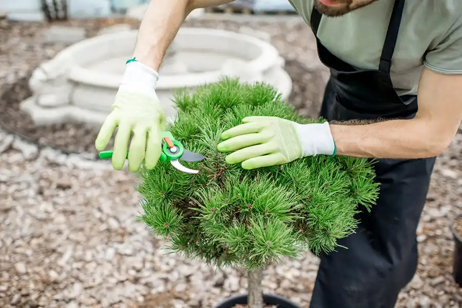 Shrub Trimming