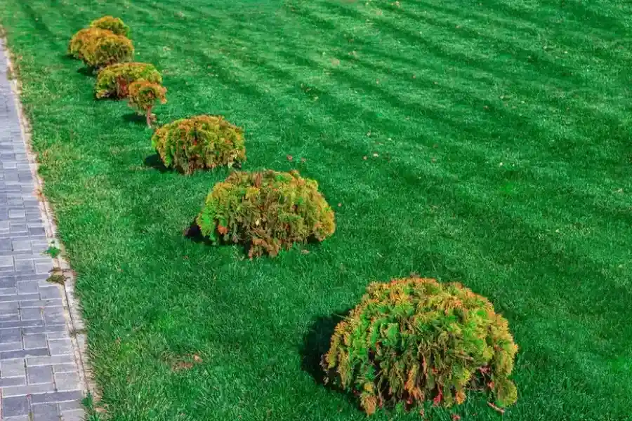 How Shrub Trimming Helps Prevent Pest Infestations in Carlton, OR How Shrub Trimming Helps Prevent Pest Infestations in Carlton, OR