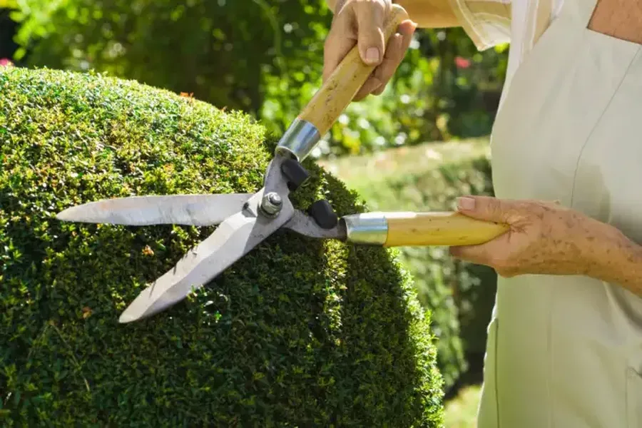 How Shrub Trimming Supports Proper Sunlight Exposure Carlton, OR How Shrub Trimming Supports Proper Sunlight Exposure Carlton, OR