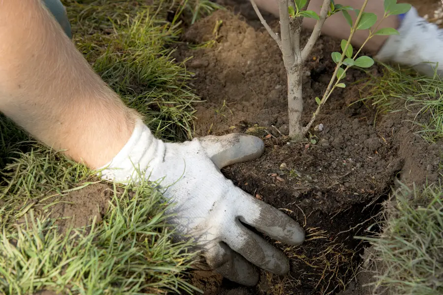 How To Plan For Seasonal Tree Planting Success Carlton, OR How To Plan For Seasonal Tree Planting Success Carlton, OR