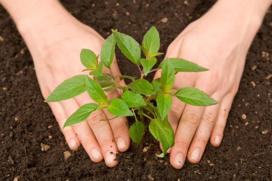 How To Plan For Seasonal Tree Planting Success in Carlton, OR How To Plan For Seasonal Tree Planting Success in Carlton, OR
